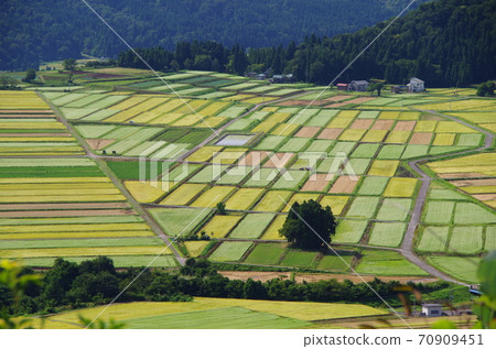 八chi山本山高原稻田和蕎麥田的錯落有致 八chi山本山高原稻田和蕎麥田的錯落有致 70909451