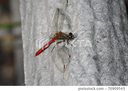 Mayutateakane 70909543