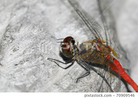 Mayutateakane 70909546