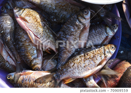 Java barb fish ,Important aquacultur freshwater species , Raw fishes at the outdoor fresh market in Thailand Java barb fish ,Important aquacultur freshwater species , Raw fishes at the outdoor fresh market in Thailand 70909559