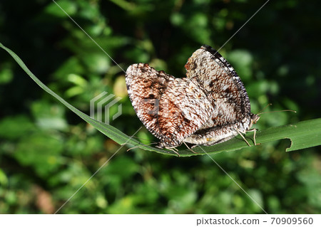 Tiger Palmfly butterfly , Elymnias nesaea , Butterflies are mating on green leaf , Thailand Tiger Palmfly butterfly , Elymnias nesaea , Butterflies are mating on green leaf , Thailand 70909560