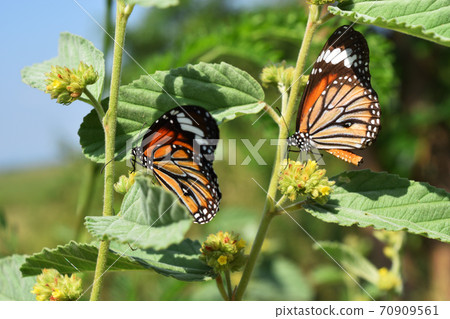 Common Tiger , Danaus genutia , Patterned orange white and black color on butterfly wing , Two butterflies seeking nectar in yellow flower on tree with natural green background,Thailand Common Tiger , Danaus genutia , Patterned orange white and black color on butterfly wing , Two butterflies seeking nectar in yellow flower on tree with natural green background,Thailand 70909561