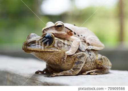 Frogs are mating on wall , Amphibians in tropical Asia , Local creature in Thailand , Reproductive system of animal , Common tree frog breeding by the male is hugged on the female back Frogs are mating on wall , Amphibians in tropical Asia , Local creature in Thailand , Reproductive system of animal , Common tree frog breeding by the male is hugged on the female back 70909566