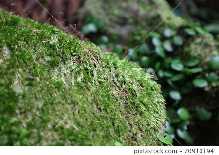 與日語相關的材料 70910194