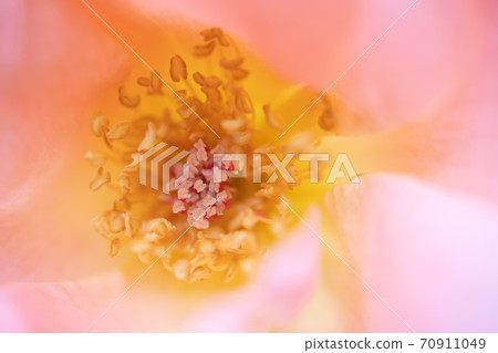Rose shibe Rose shibe 70911049