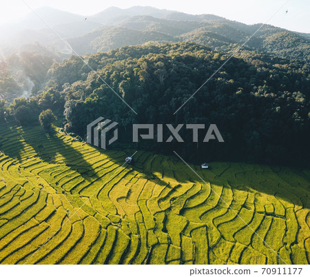 Natural rice fields in the countryside before harvest 70911177
