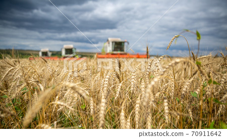 a field of wheat and three combine harvesters in the background. Autumn, grain harvesting, a field of wheat and three combine harvesters in the background. Autumn, grain harvesting, 70911642