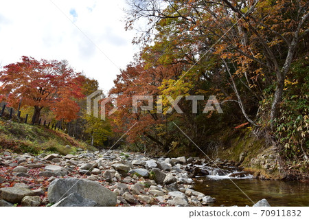 沿河樹木的秋天的落葉 70911832