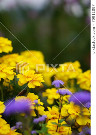 黃波斯菊 黃波斯菊 70911897