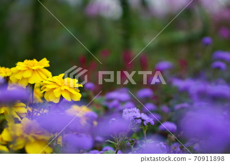 黃波斯菊 70911898