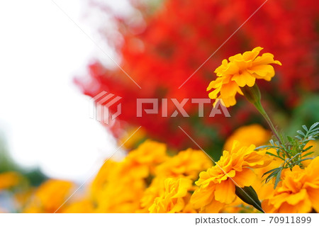 黃波斯菊 黃波斯菊 70911899