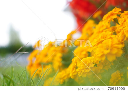 黃波斯菊 黃波斯菊 70911900
