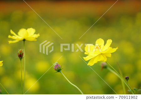 黃波斯菊 黃波斯菊 70911902