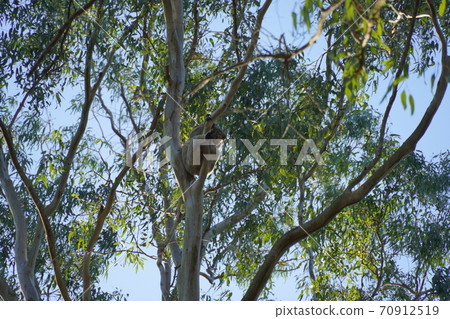 Wild koala Wild koala 70912519