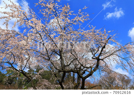 Kyoto Botanical Gardens in Spring Blue Sky and Cherry Blossoms 70912616