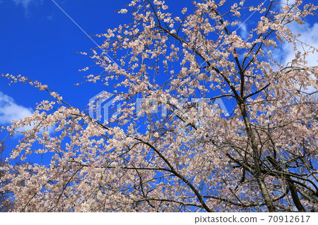 Kyoto Botanical Gardens in Spring Blue Sky and Cherry Blossoms 70912617