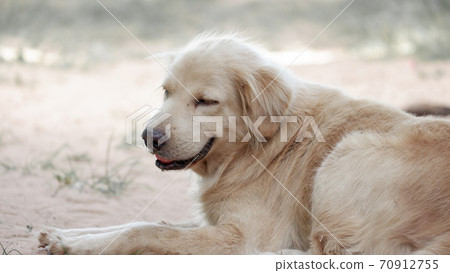 Golden dog Playing in the grass fun. Golden dog Playing in the grass fun. 70912755