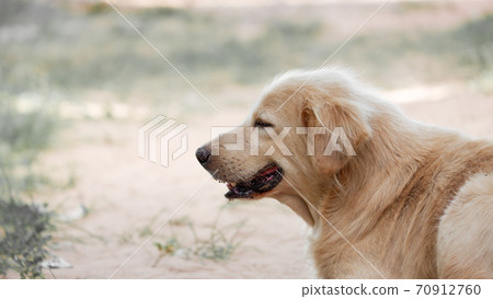 Golden dog Playing in the grass fun. Golden dog Playing in the grass fun. 70912760