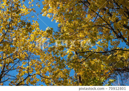 Bright golden-yellow maple leaves against a blue sky. Bright golden-yellow maple leaves against a blue sky. 70912801