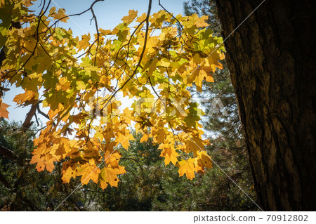 Golden yellow maple leaves against the blue sky and green pine branches. Golden yellow maple leaves against the blue sky and green pine branches. 70912802