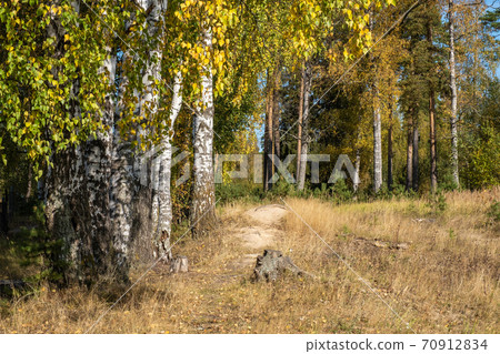 Autumn forest with birch and pine trees in bright yellow leaves. 70912834