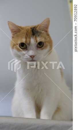 Looking Cat 70912892