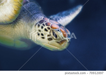 Turtle's face 70912897