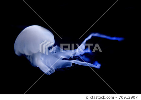 Fantastic drifting jellyfish 70912907