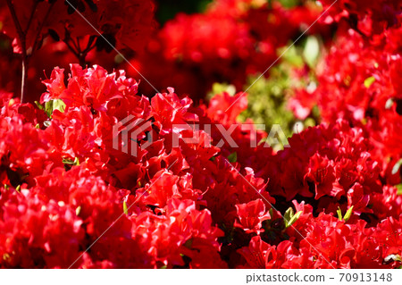 紅色杜鵑花 紅色杜鵑花 70913148