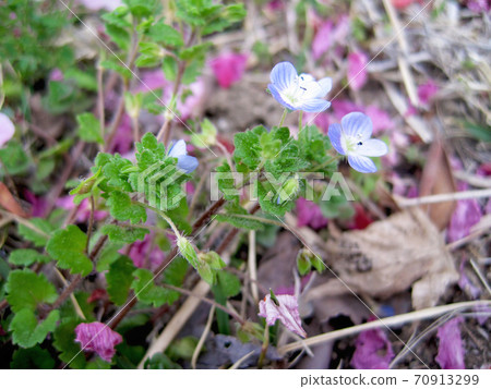 櫻花花瓣和倒入地面的Oinufuguri 70913299