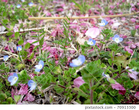 櫻花花瓣和倒入地面的Oinufuguri 70913300