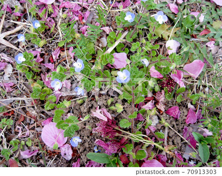Cherry blossom petals and Persian speedwell that fell to the ground 70913303