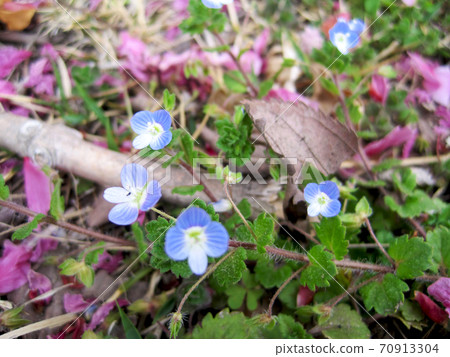 Cherry blossom petals and Persian speedwell that fell to the ground Cherry blossom petals and Persian speedwell that fell to the ground 70913304