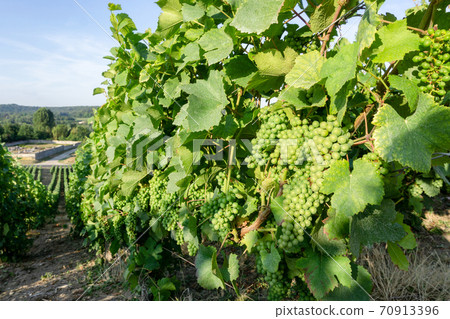 Close up vine green grape in champagne vineyards at montagne de reims countryside village background, Reims, France Close up vine green grape in champagne vineyards at montagne de reims countryside village background, Reims, France 70913396
