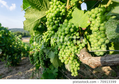 Close up vine green grape in champagne vineyards at montagne de reims countryside village background, Reims, France Close up vine green grape in champagne vineyards at montagne de reims countryside village background, Reims, France 70913399