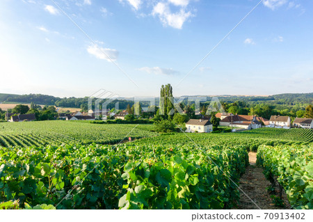 Row vine grape in champagne vineyards at montagne de reims countryside village background, Reims, France Row vine grape in champagne vineyards at montagne de reims countryside village background, Reims, France 70913402