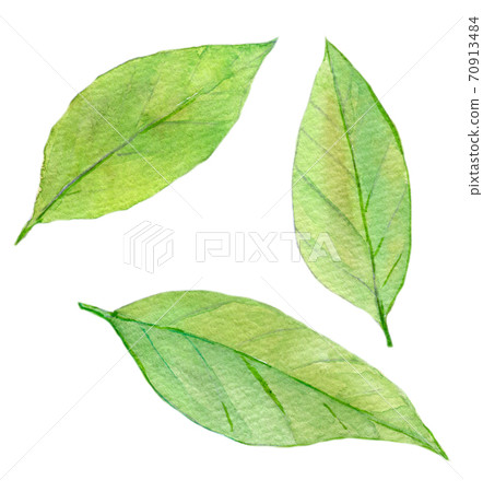 水彩插圖食品勞里爾 70913484