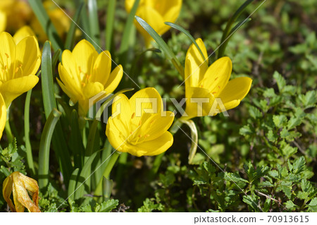 Winter daffodil 70913615