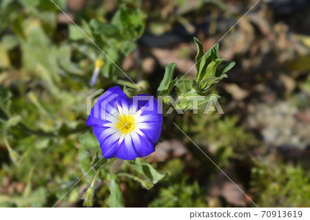 Dwarf Morning Glory Blue Ensign Dwarf Morning Glory Blue Ensign 70913619