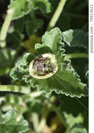 Squirting cucumber 70913621