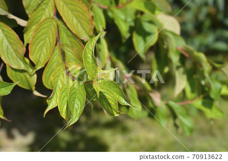 Old-fashioned weigela Old-fashioned weigela 70913622