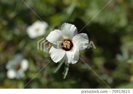 Flower-of-an-hour Flower-of-an-hour 70913623