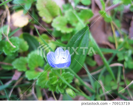 Oinufuguri和春雜草 70913719
