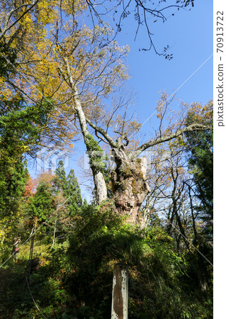 富山縣秋季五ka山愛倉合掌祖里村已婚夫婦Zelkova 70913722