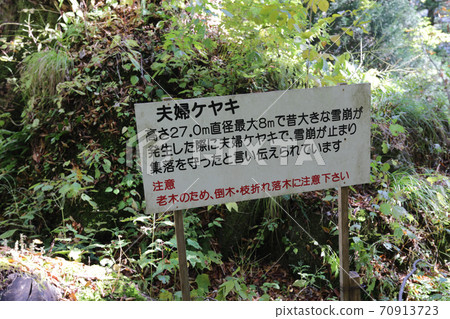 富山縣秋季五ka山愛倉合掌祖里村已婚夫婦Zelkova 70913723