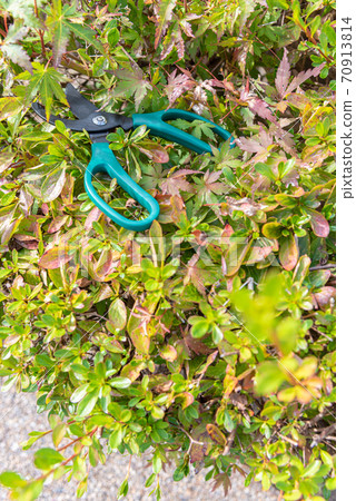 Cut weeds with scissors 70913814