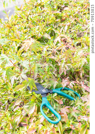 Cut weeds with scissors 70913815