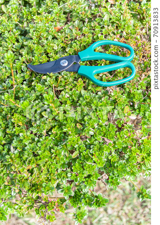 Cut weeds with scissors Cut weeds with scissors 70913833