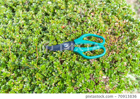 用剪刀剪雜草 70913836