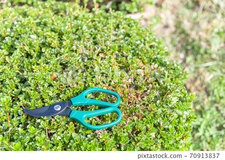 用剪刀剪雜草 70913837